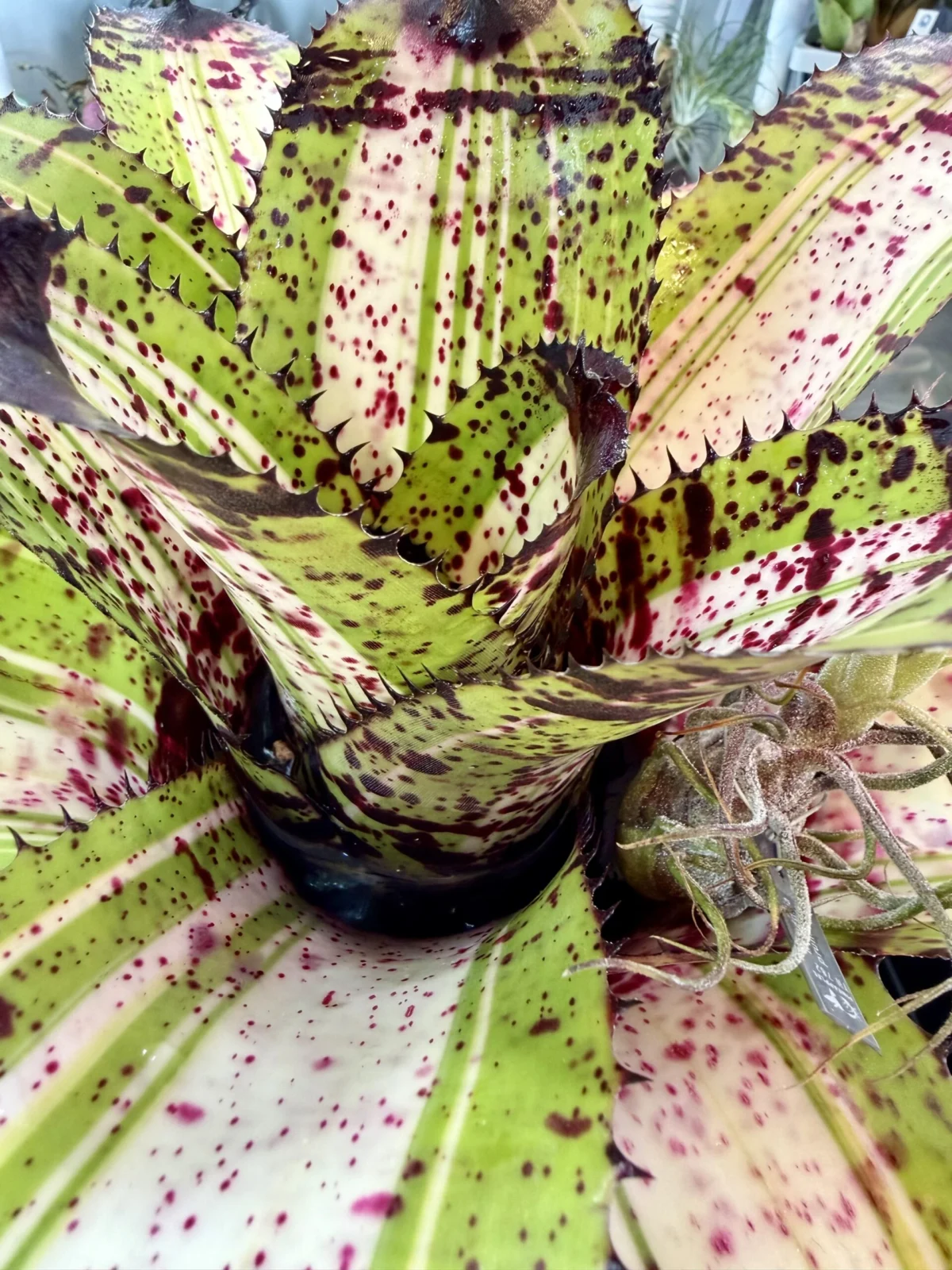 ネオレゲリア　ホワイトウォーカー