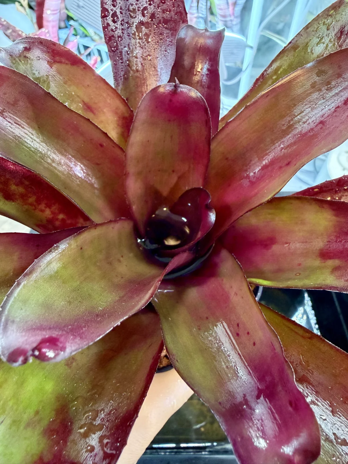 ネオレゲリア　ディープパープル