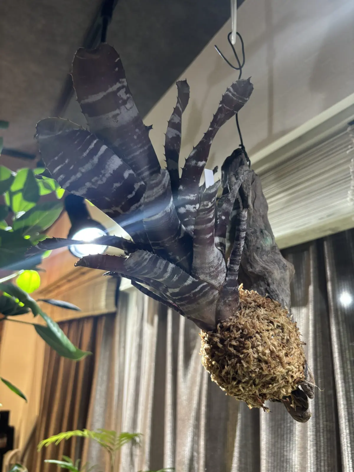 エクメア chantinii hybrid