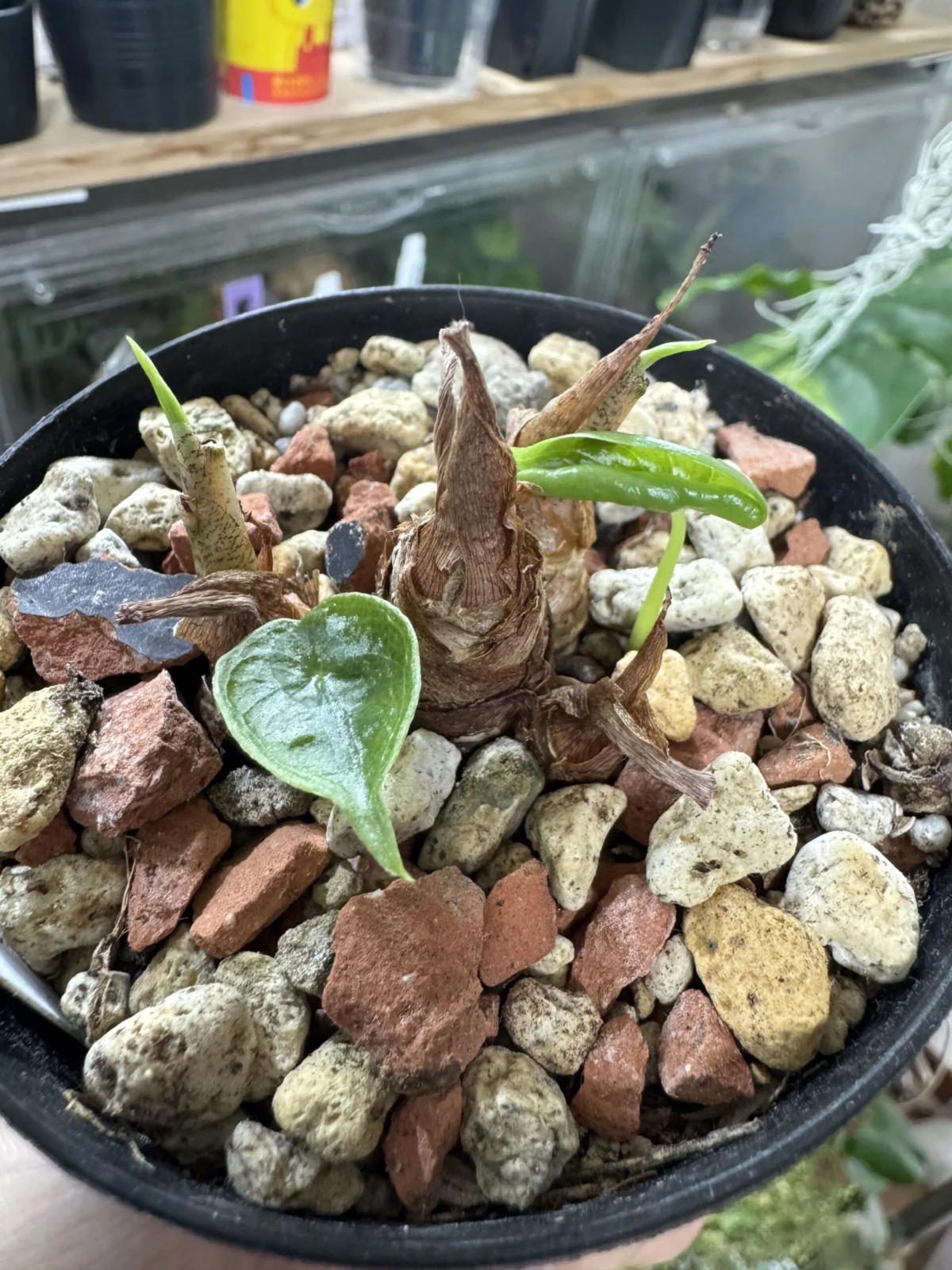 アロカシア 新葉