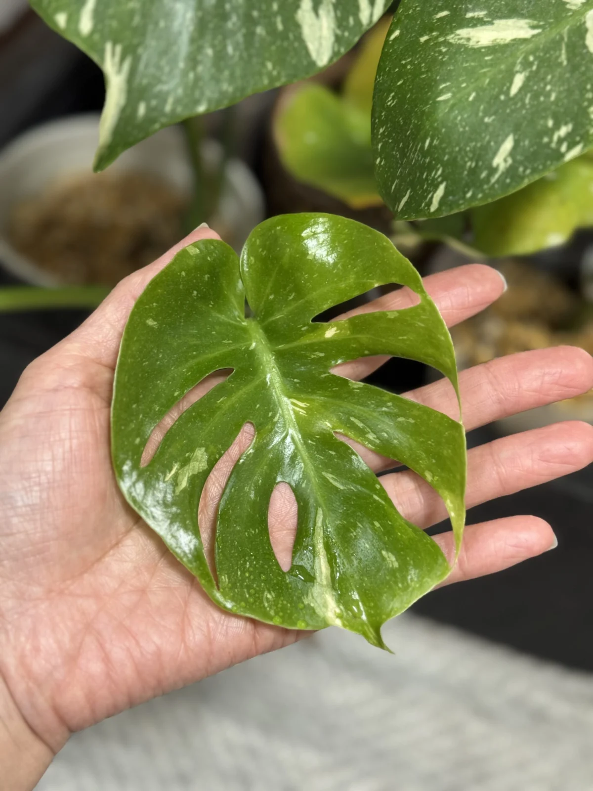 モンステラ　デリシオーサ　タイコンステレーション