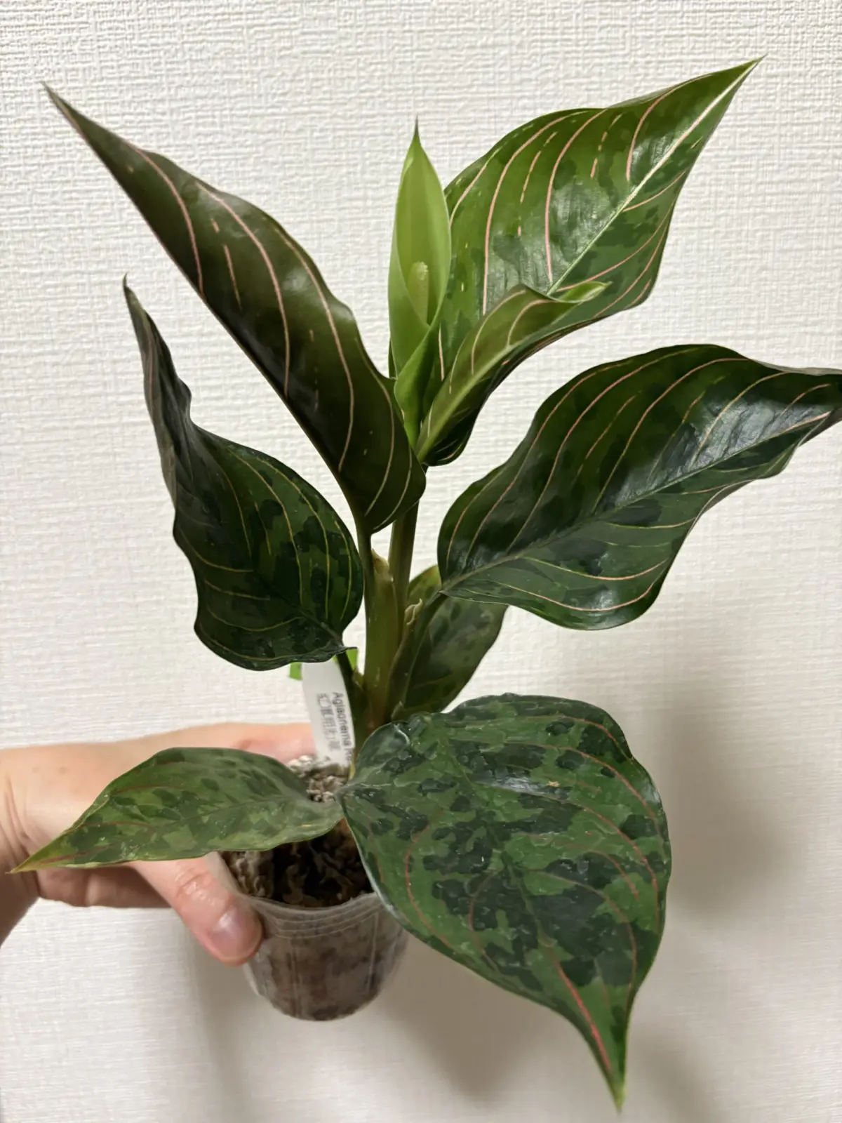 アグラオネマ　レッドアーミー　花
