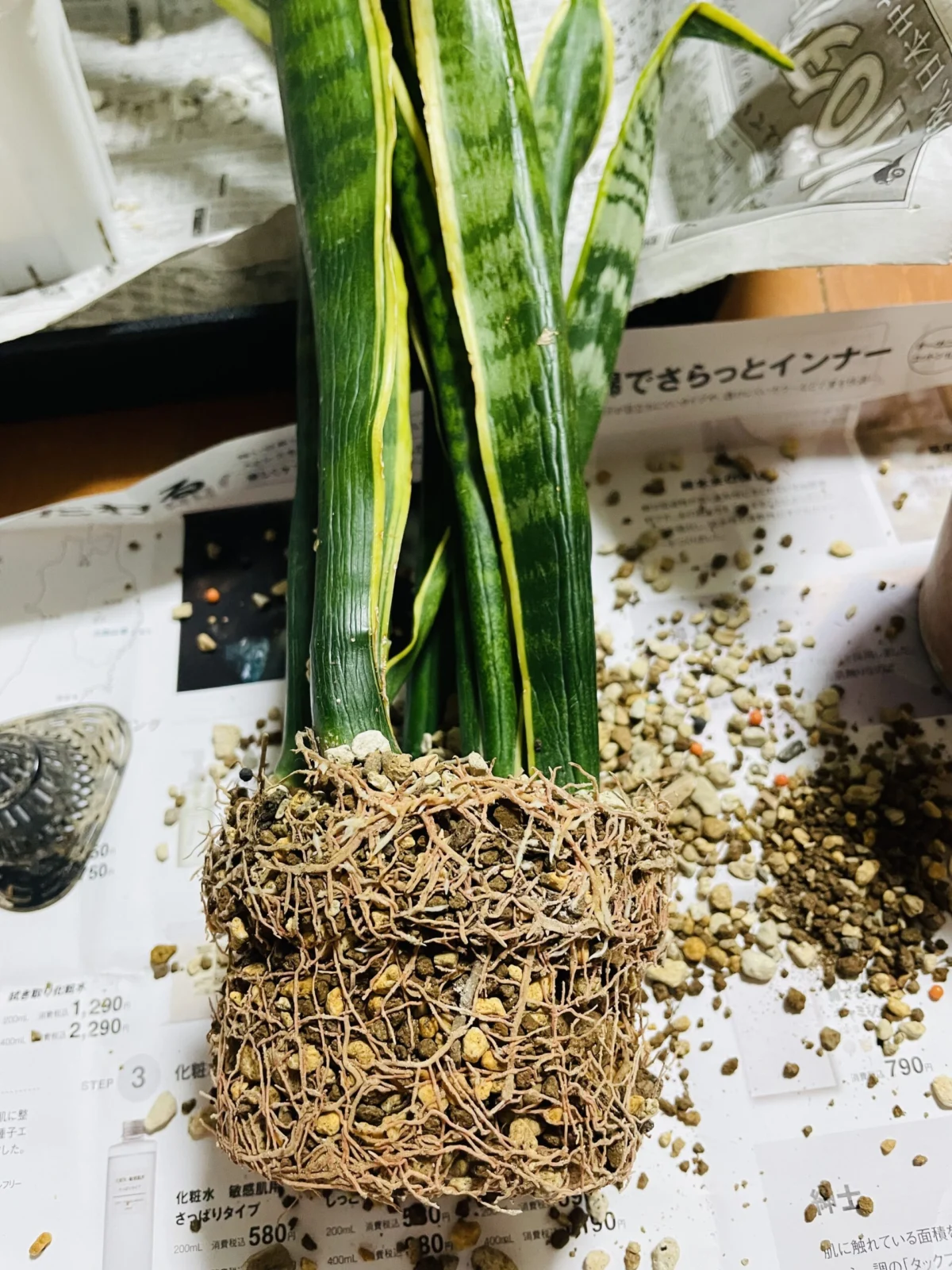 サンセベリア 植替え 根