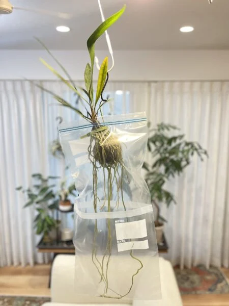 アンスリウム　グラシレ　苔玉