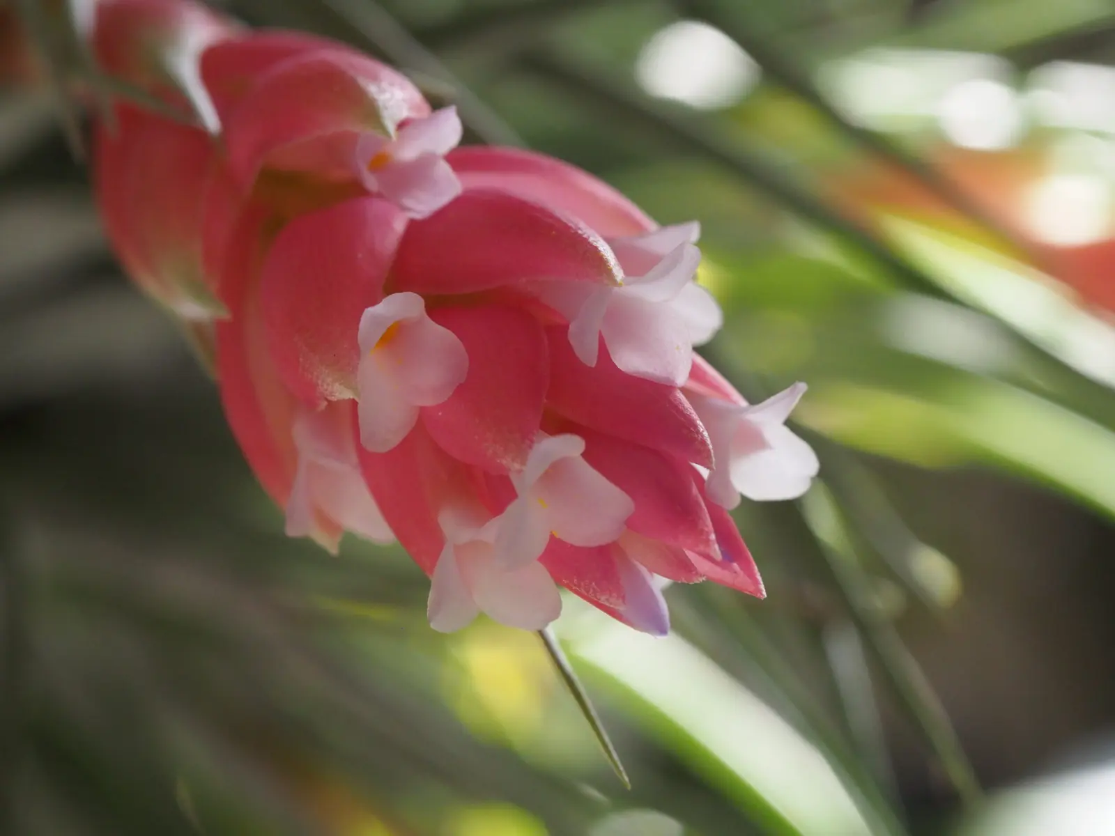 ティランジア コットンキャンディ 花