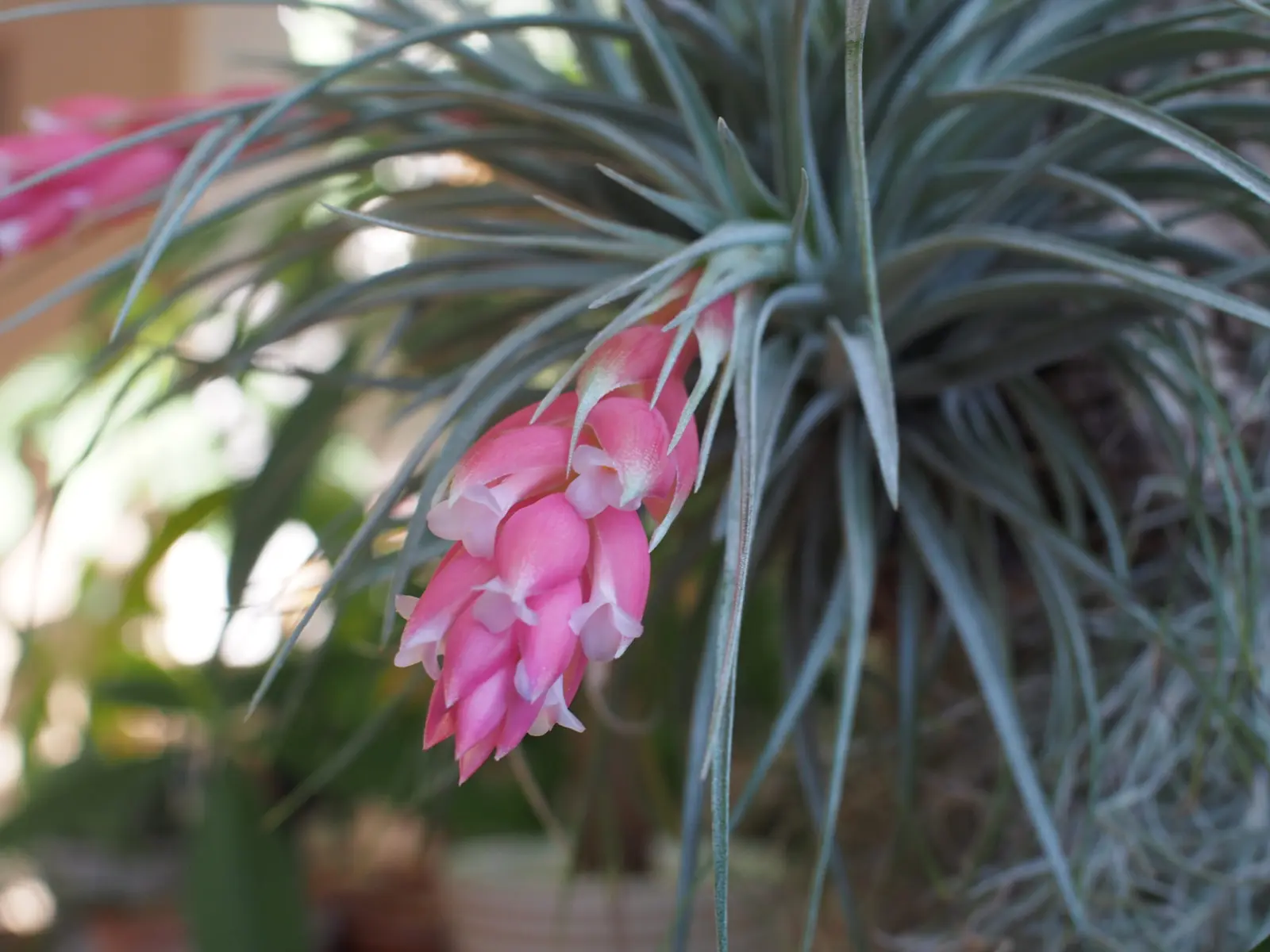 ティランジア コットンキャンディ 花