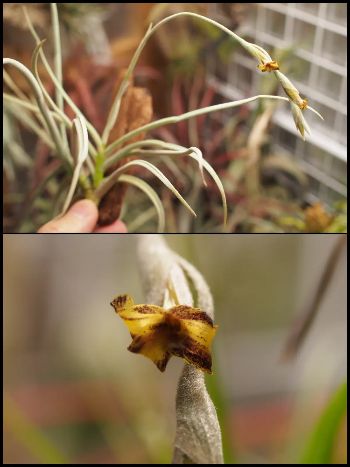 ティランジア　カリギノーサ