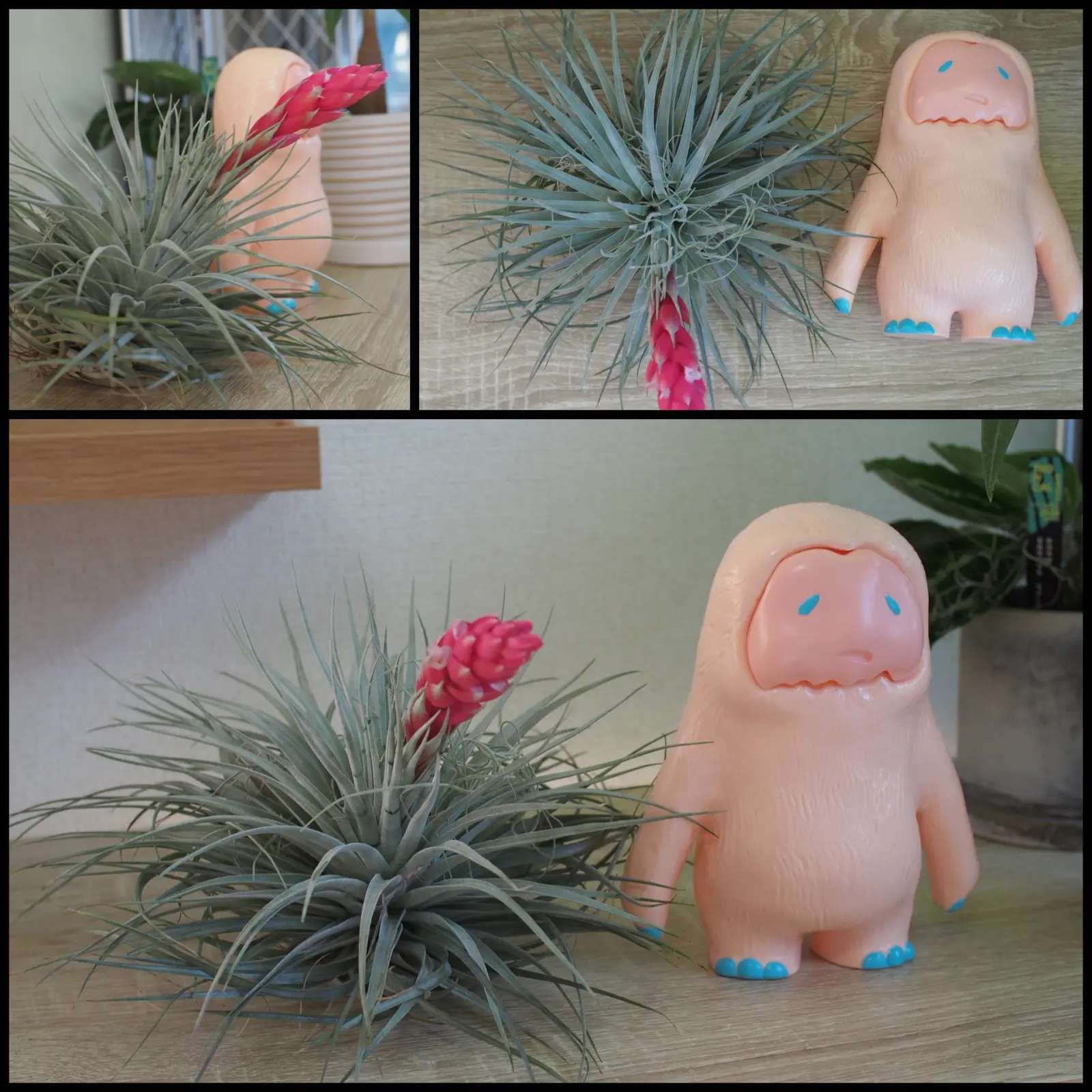 ティランジア　コットンキャンディ