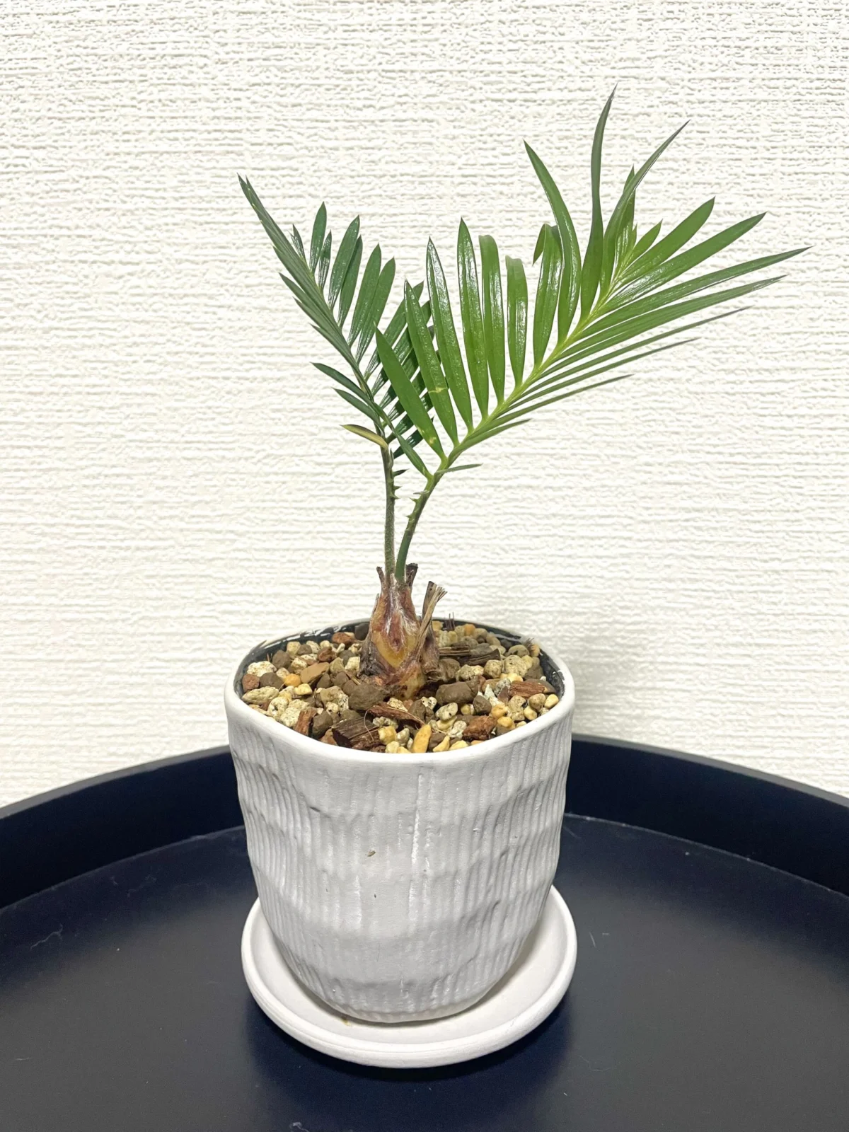 ソテツ　ダイソー