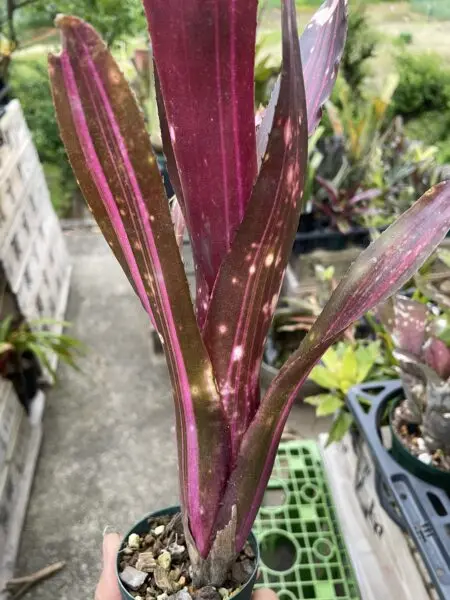 ビルベルギア ハレルヤ 斑入り