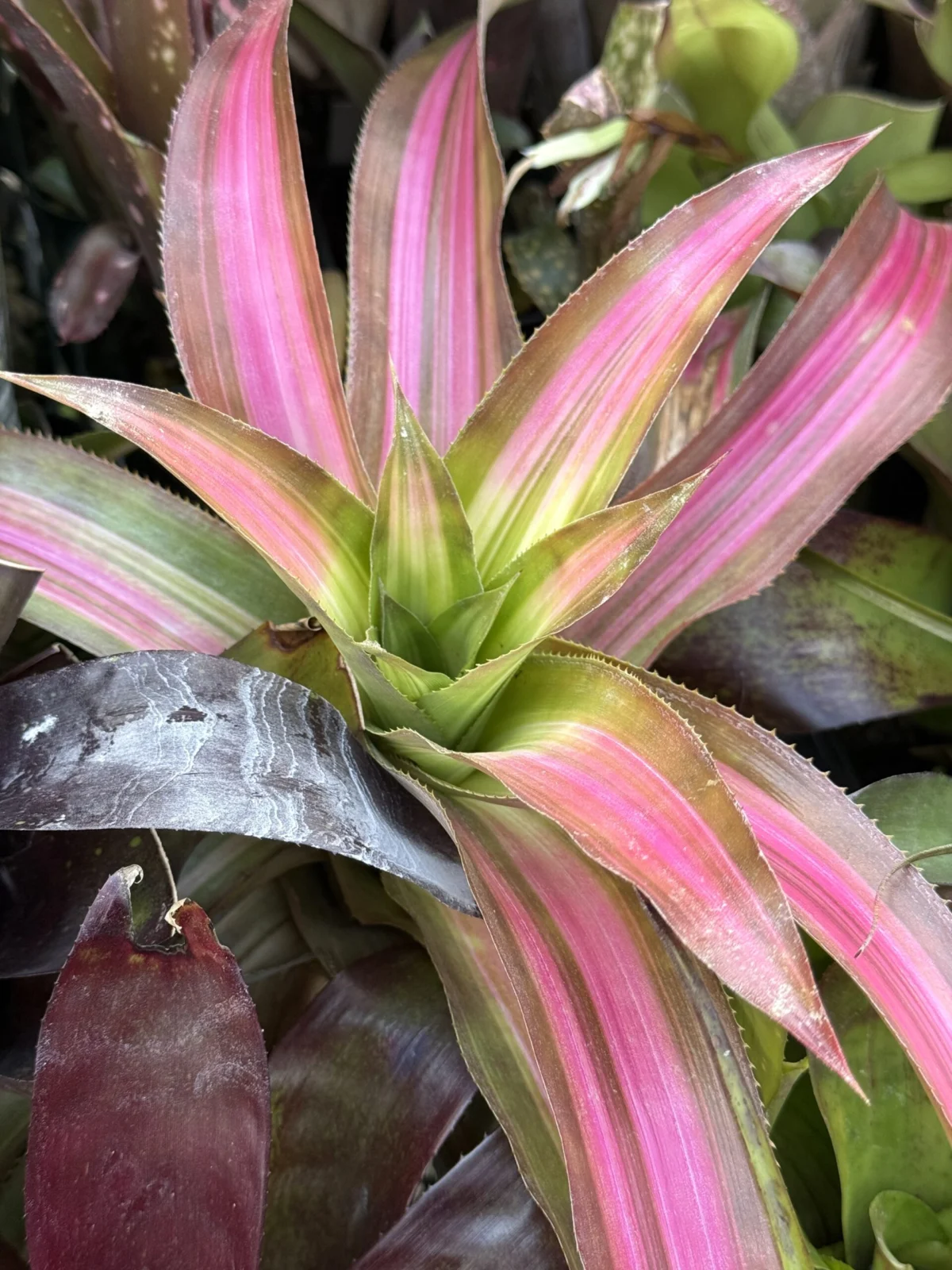 x アンドロラエクメア　センセーション