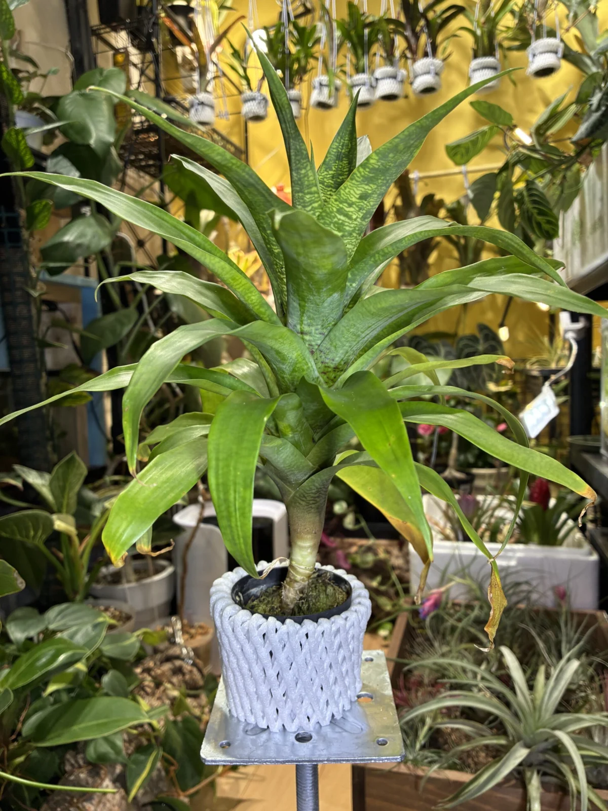 ゴウダエア オスピナエ