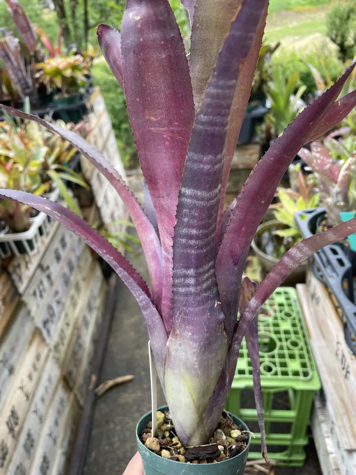 ビルベルギア　パープルカウ