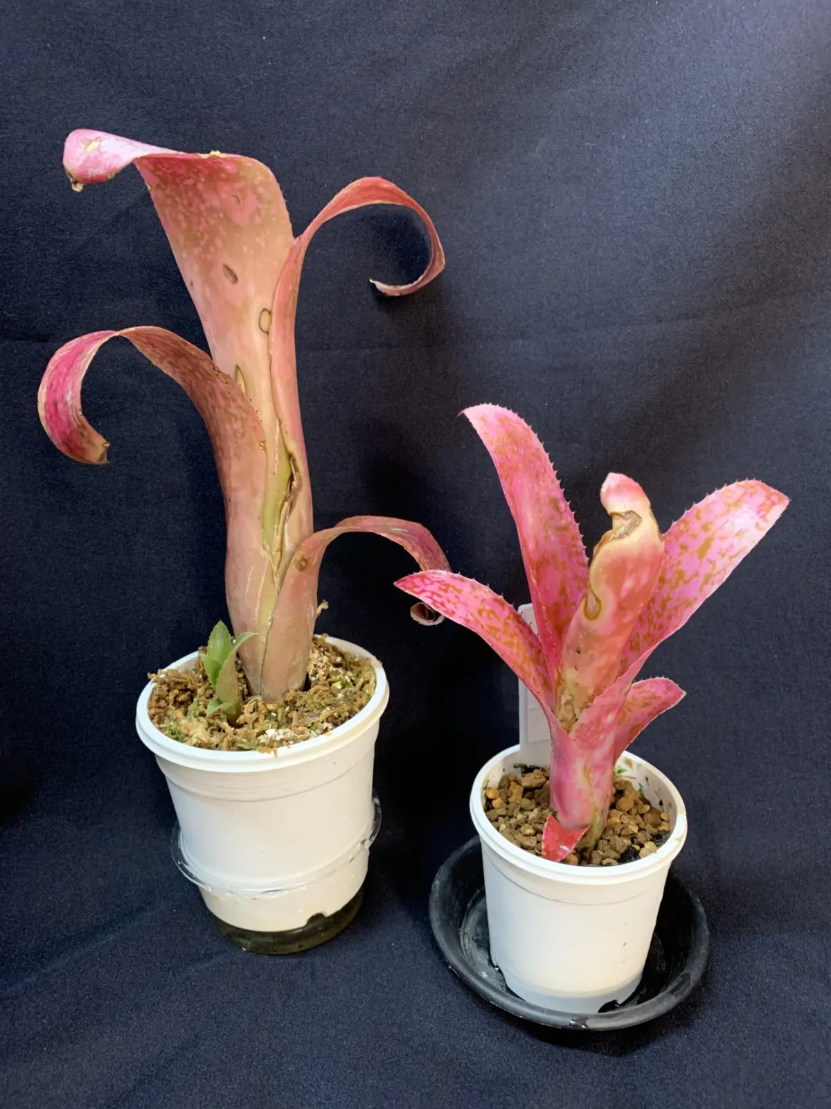 ビルベルギア フラアウワナ