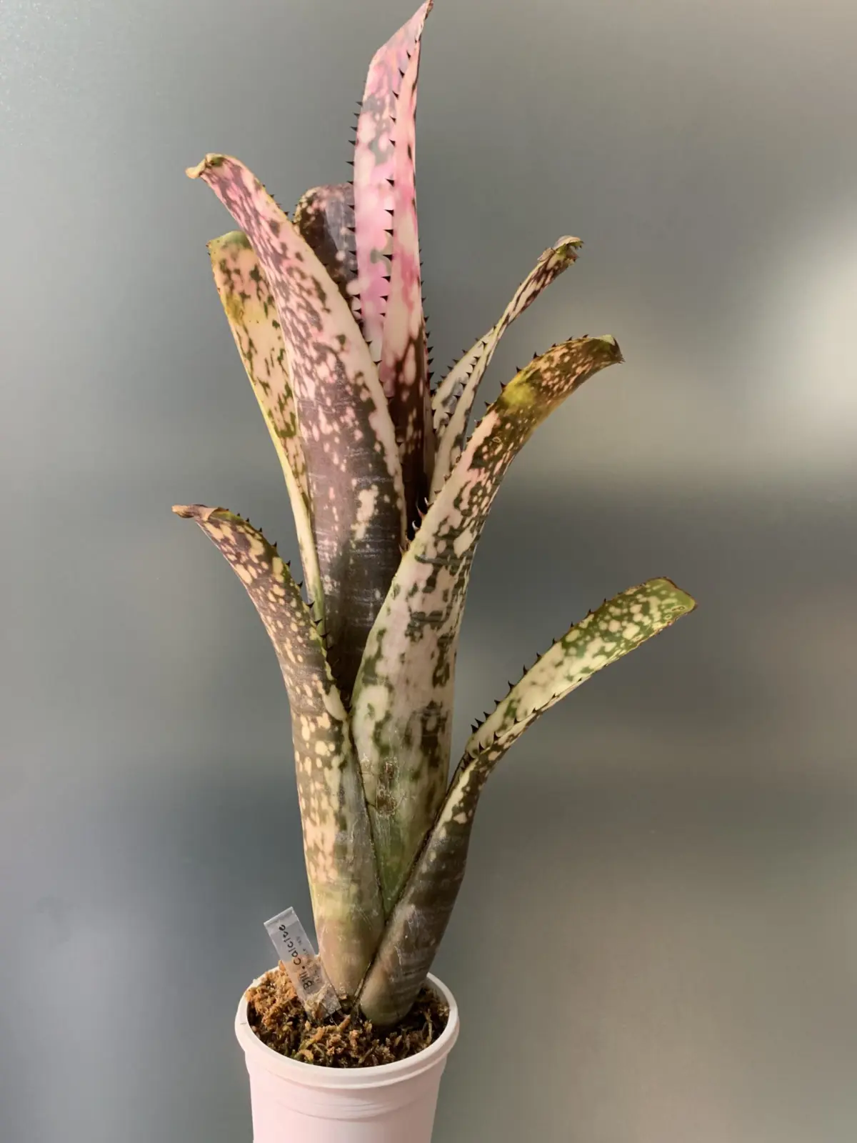 ビルベルギア　カルサイト