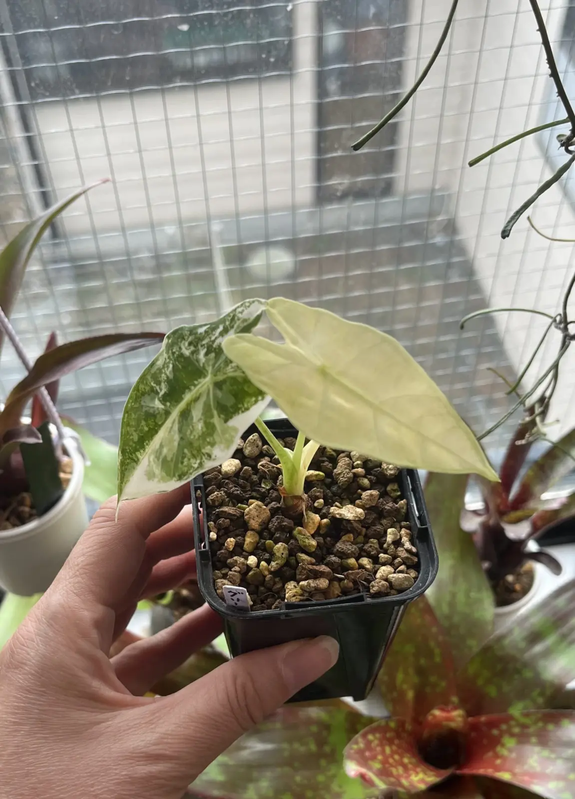 アロカシア　グリーンベルベット斑入り