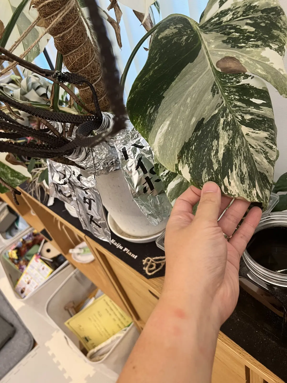 モンステラ　ボルシギアナ　斑入り　唇割れ