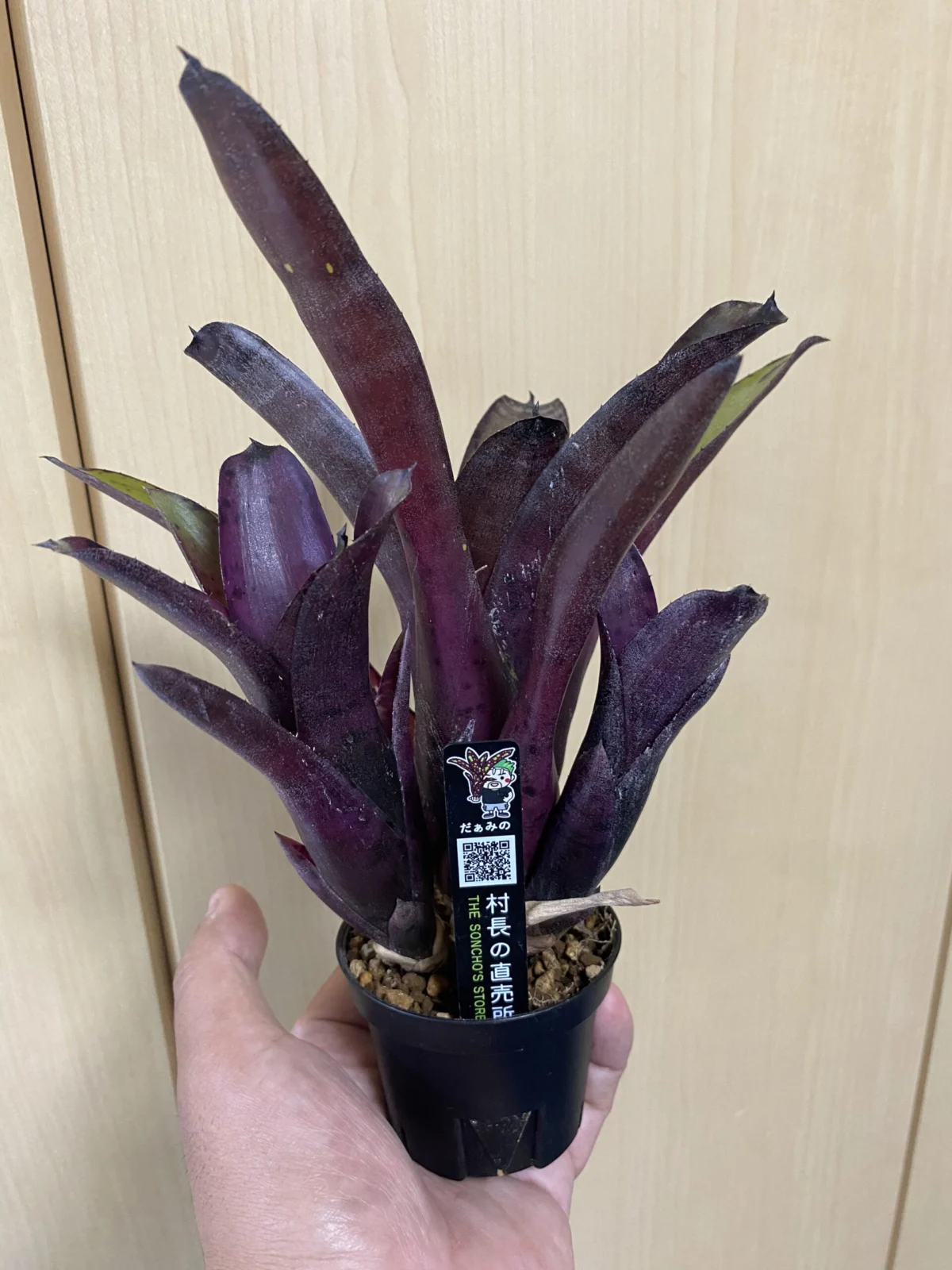 ネオレゲリア・エッジ・オブ・ナイト