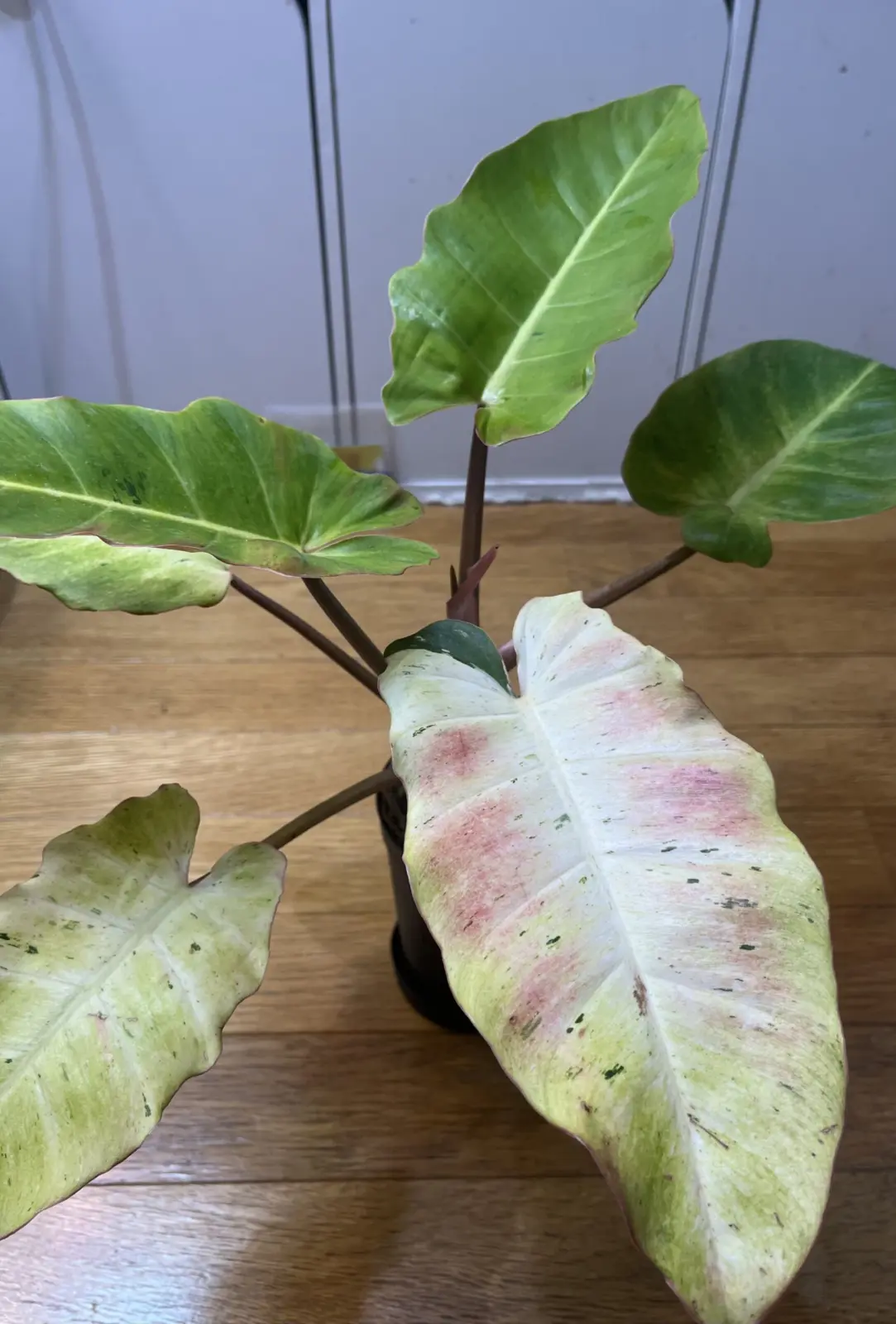 フィロデンドロン　スノードリフト斑入り