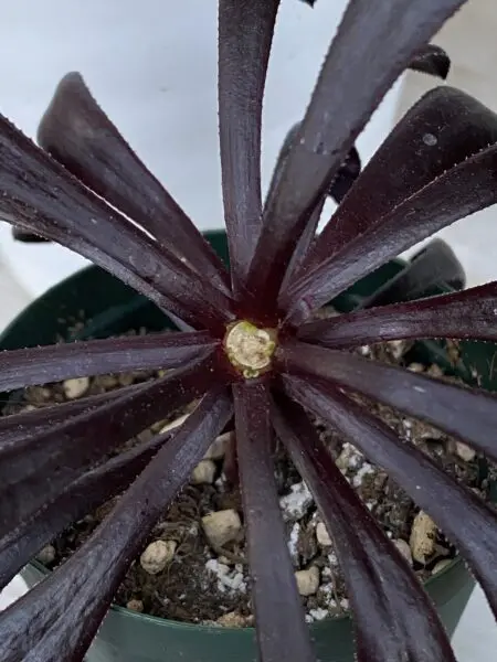 多肉植物 アエオニウム 黒法師 摘芯 その1
