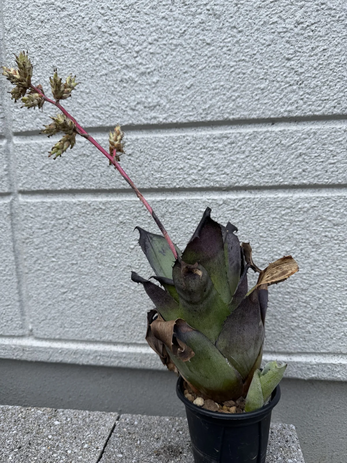 ホヘンベルギア　レオポルトホルスティー　ダンクローン