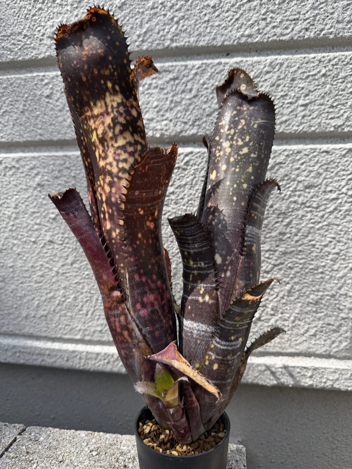 ビルベルギア　オビワン