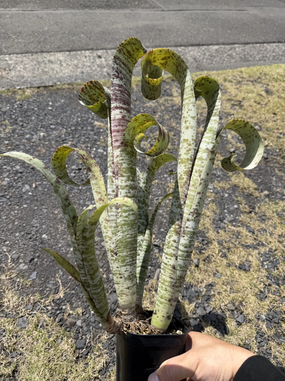 ケスネリア　ティムフローマン　群生