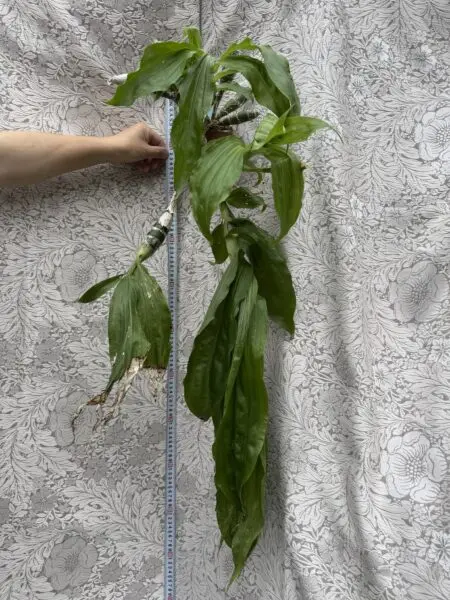 チシス リミンギー 花なし株全体 蘭