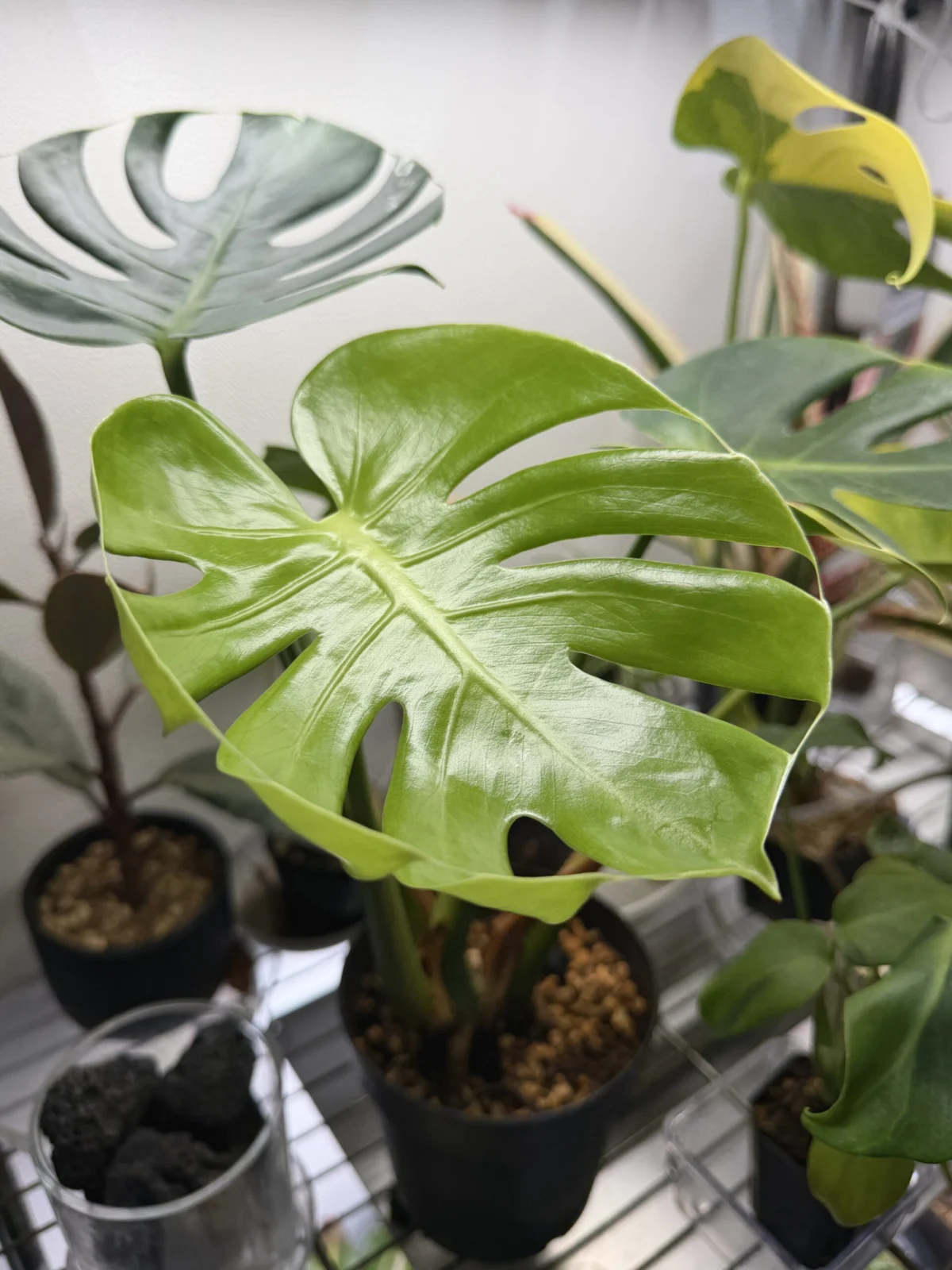 モンステラ　福助　新葉