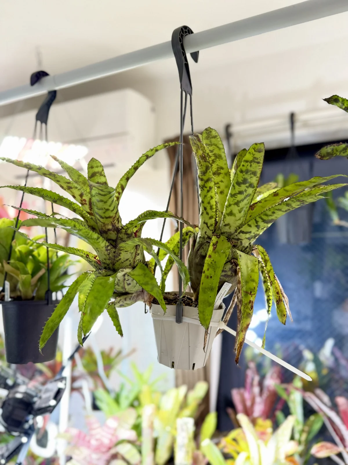 エクメア　オーランディアナ