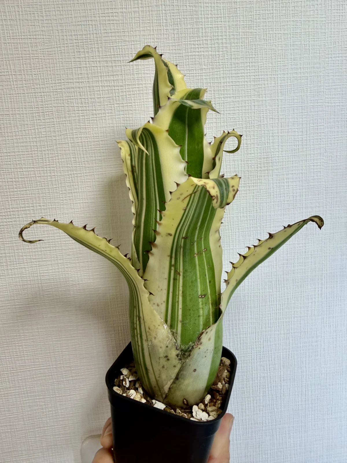 ホヘンベルギア　カーラ