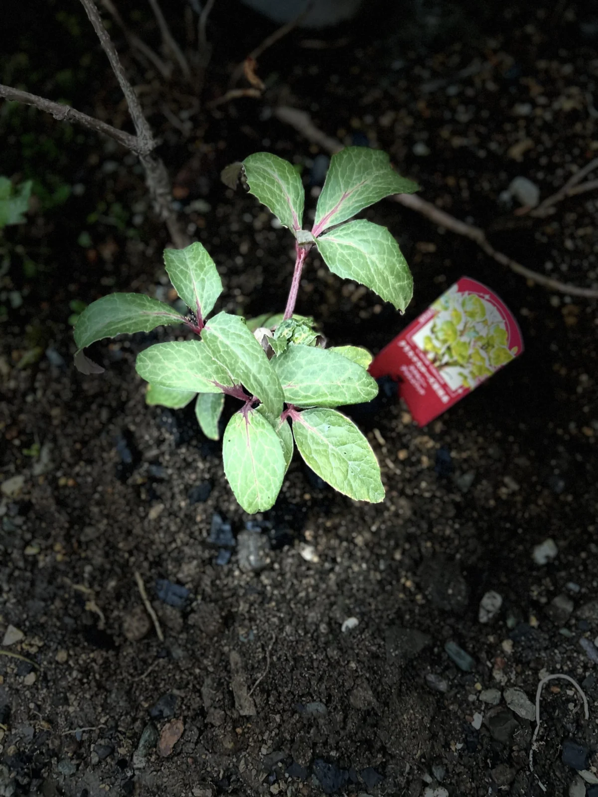 ヘレボルス ステルニー アッシュウッド