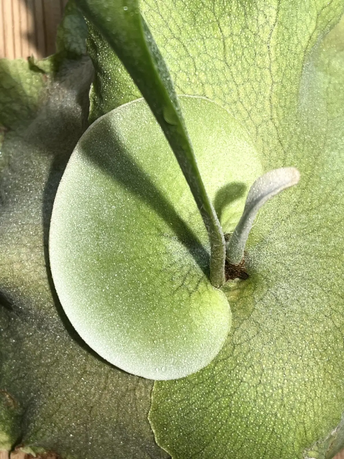 ビカクシダ　W5ｘディバーシフォリウム