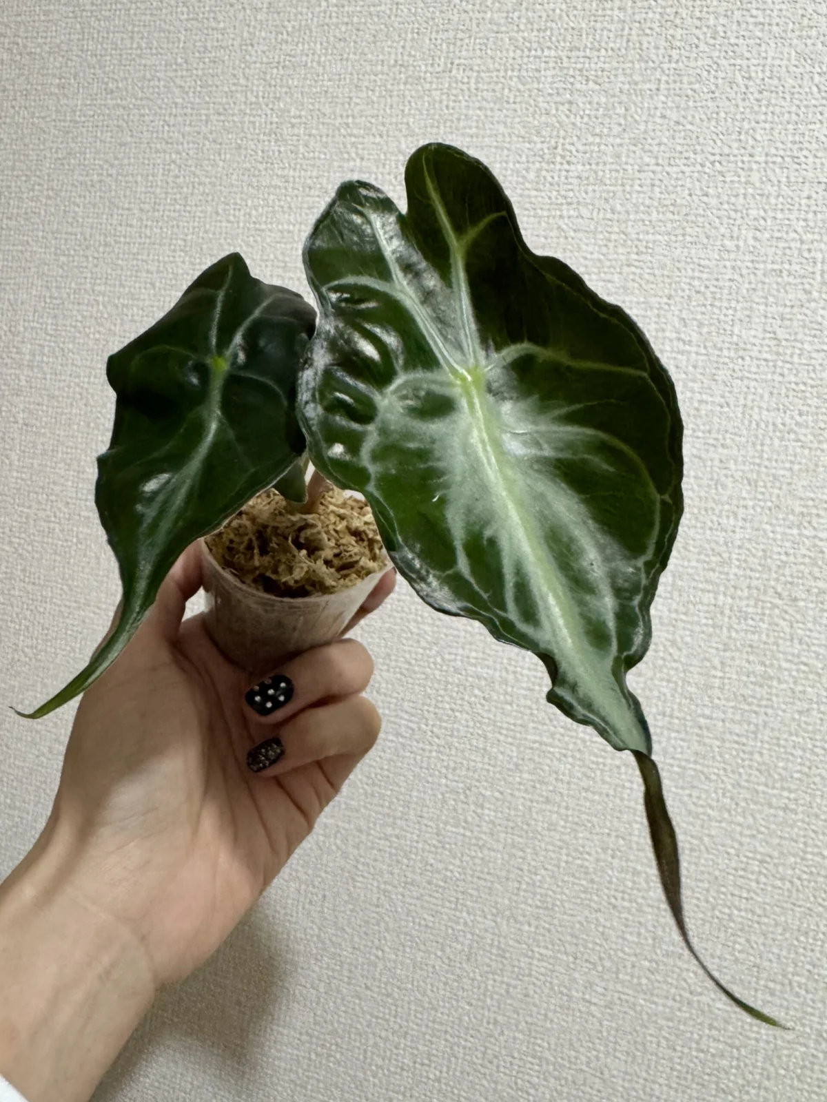 アロカシア ヴェノム