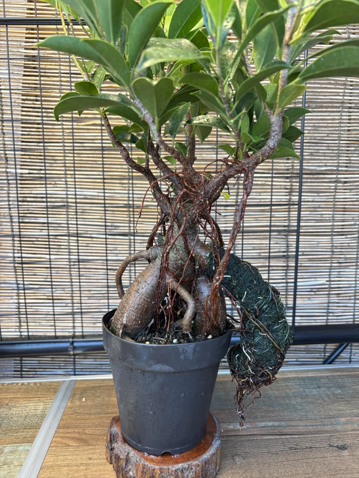 ガジュマル 気根チャレンジ ㉑