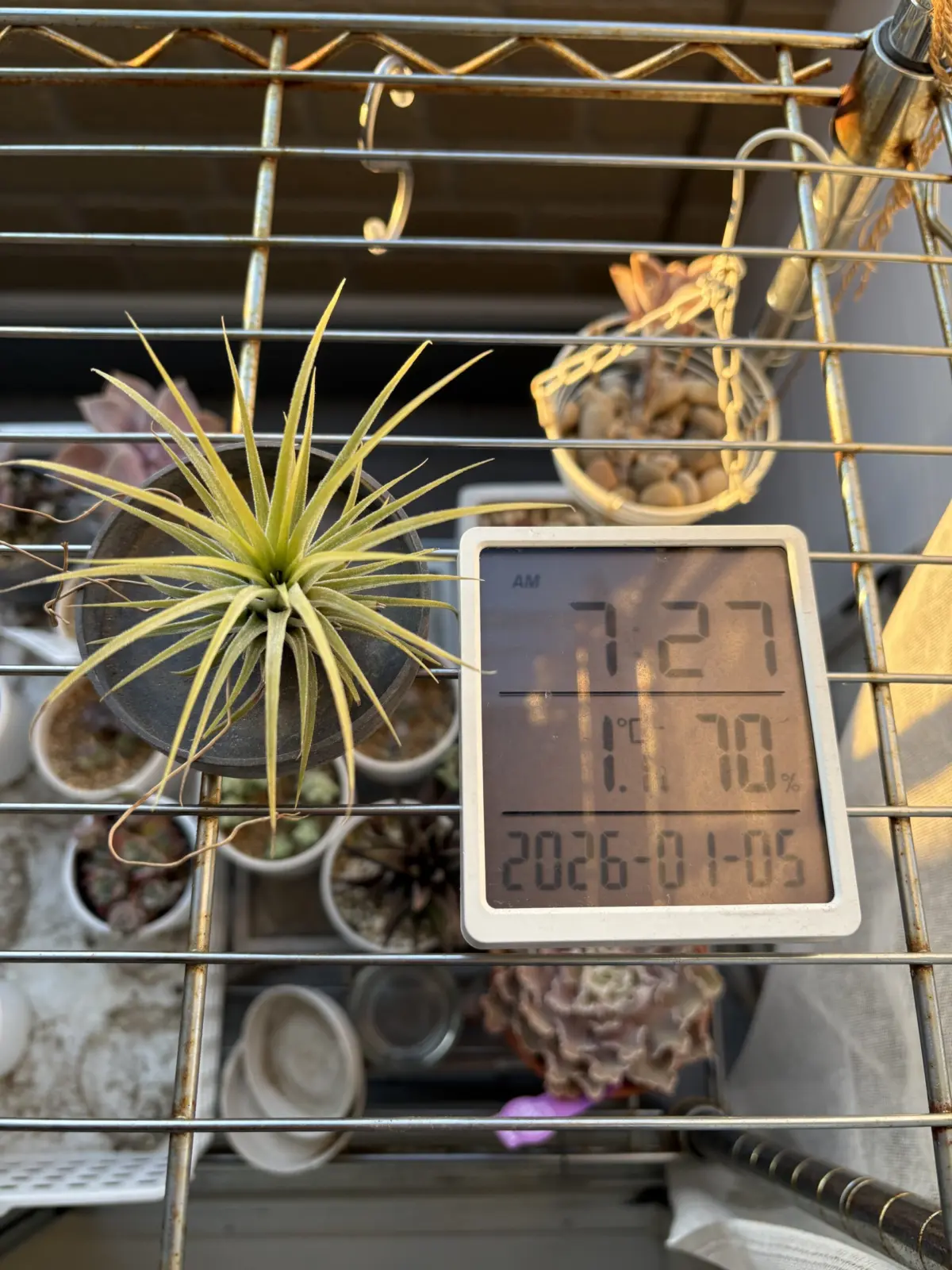 ティランジア イオナンタ 耐寒試験 100均