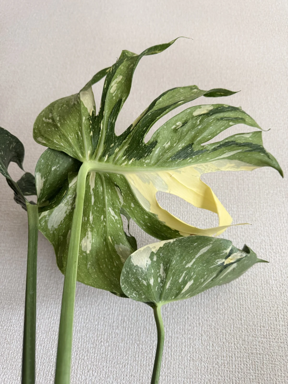 モンステラ　デリシオーサ　タイコンステレーション　メデューサ