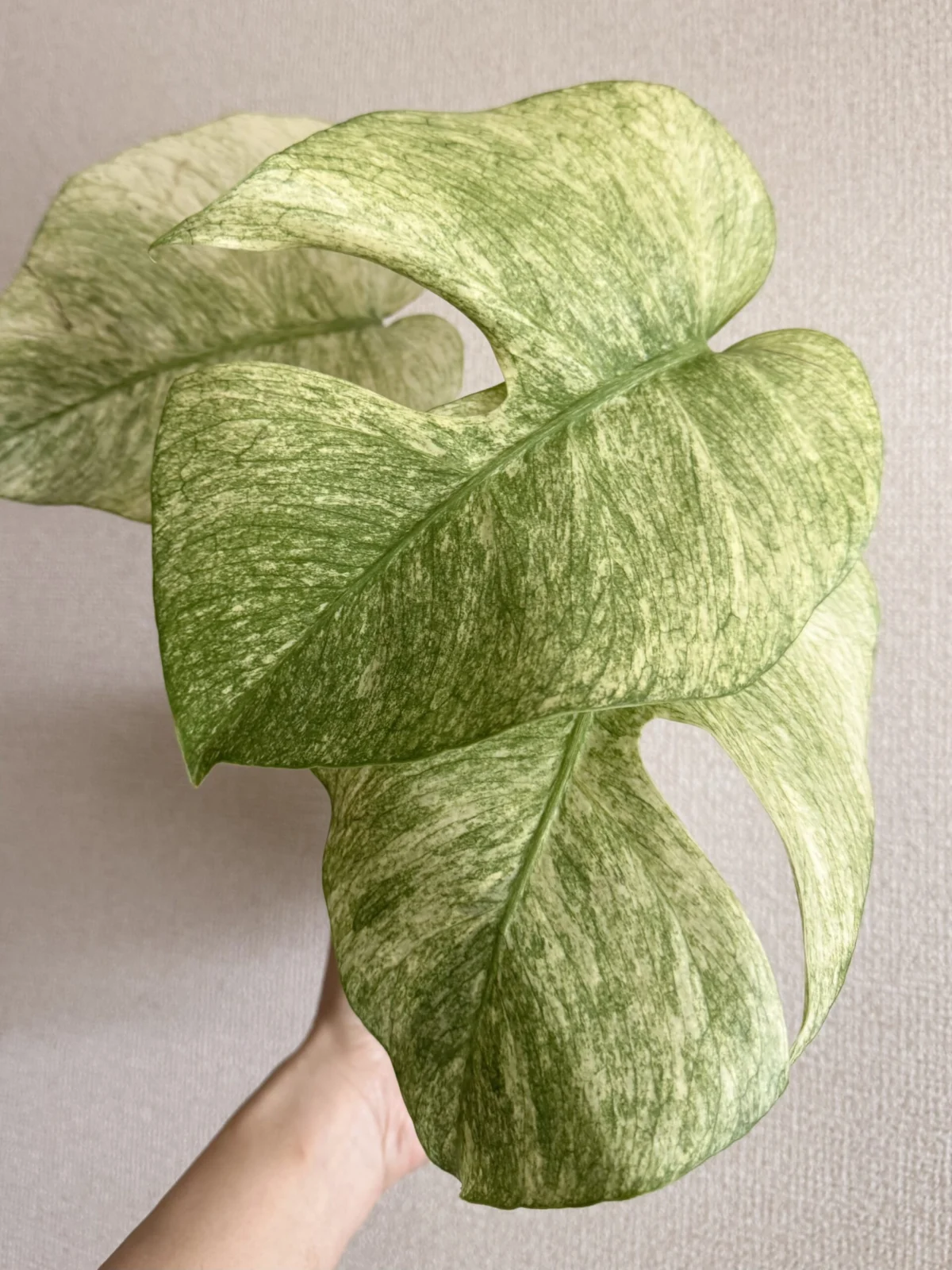 モンステラ　フルミント