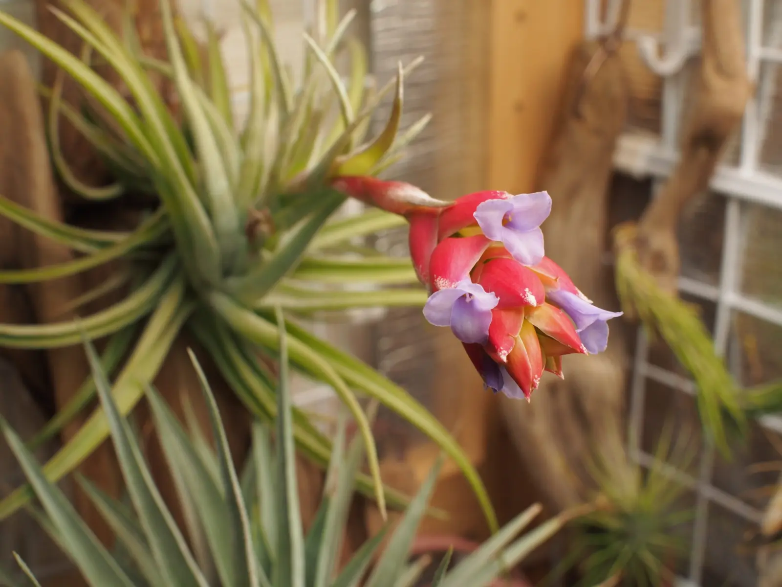 ティランジア レクルビフォリア×ネグレクタ 花