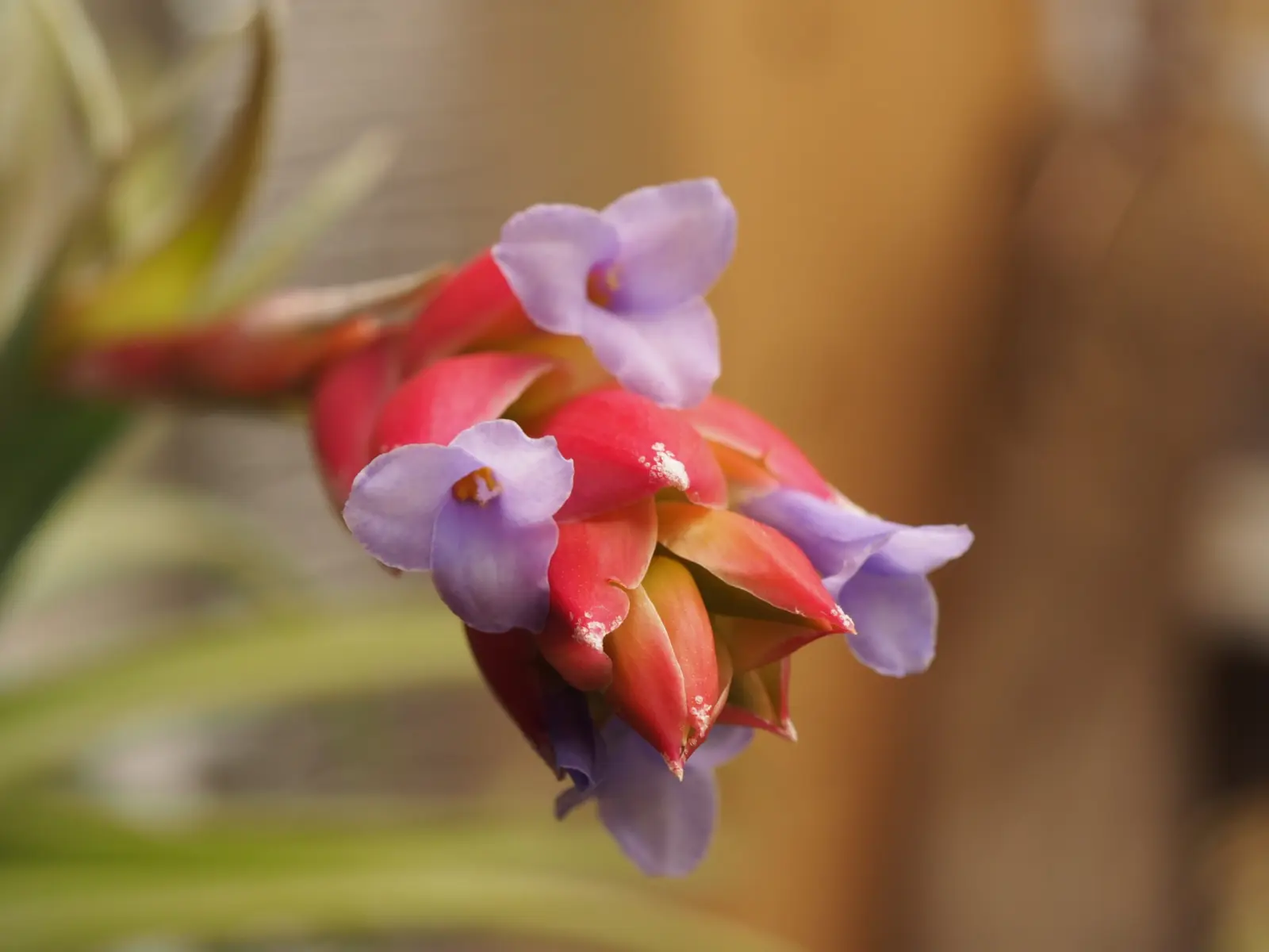 ティランジア レクルビフォリア×ネグレクタ 花