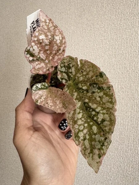 ベゴニア　スノーキャップド　斑入り