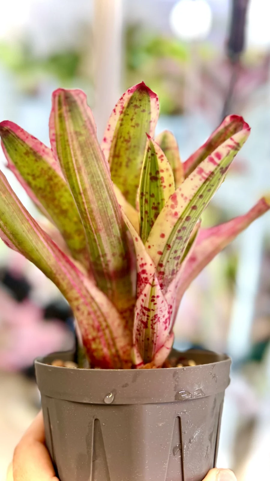 ネオレゲリア　アラエア