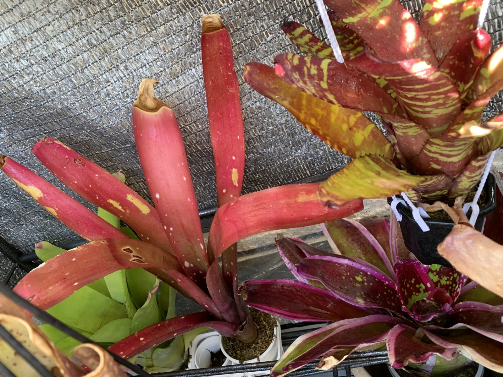 タンクブロメリア　屋外無加温越冬中