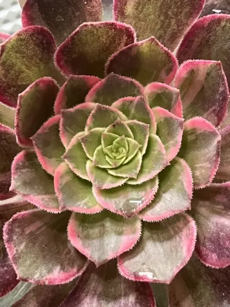多肉植物　アエオニウム　カラフルランタン