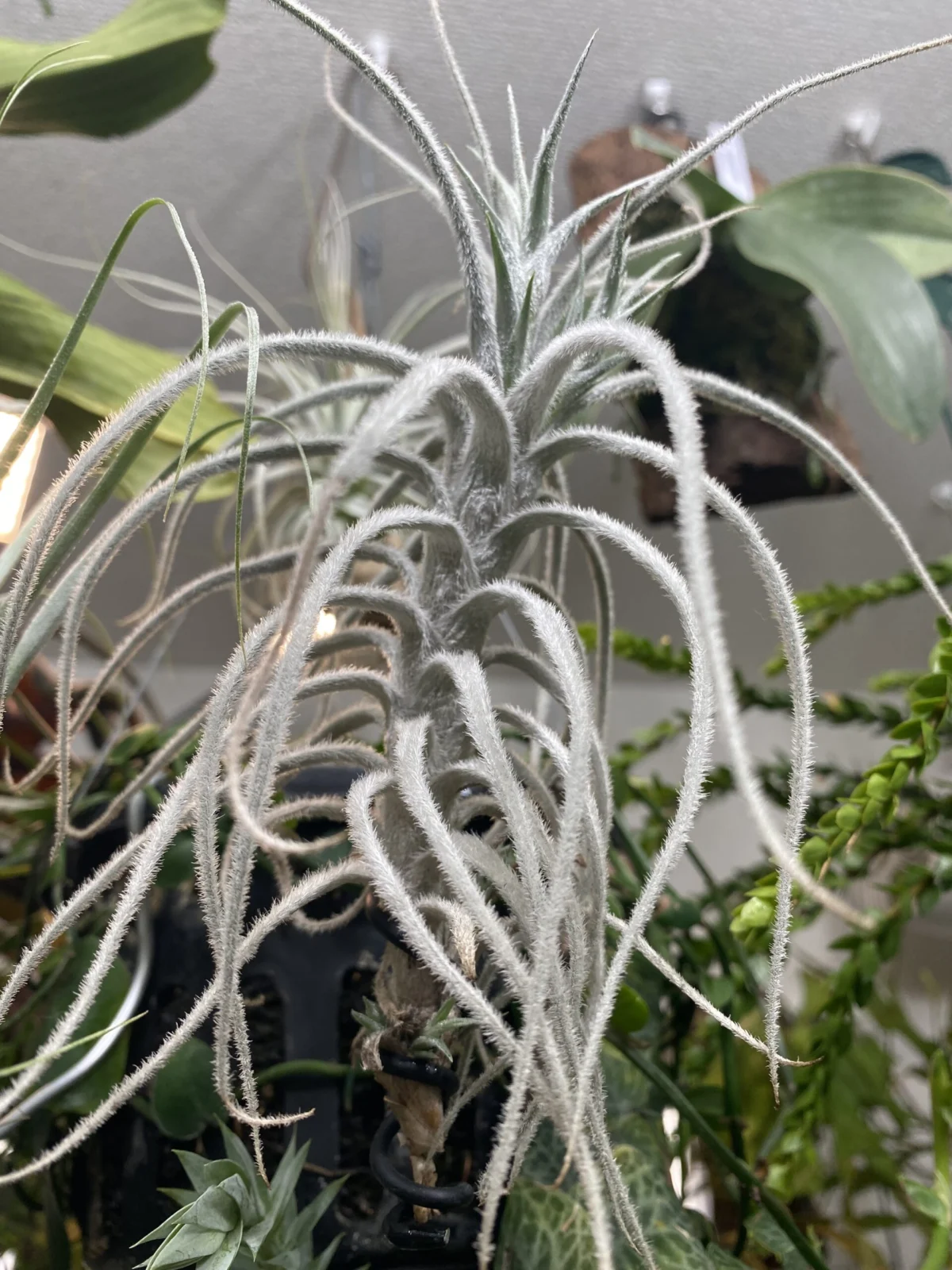 チランジア テクトラム