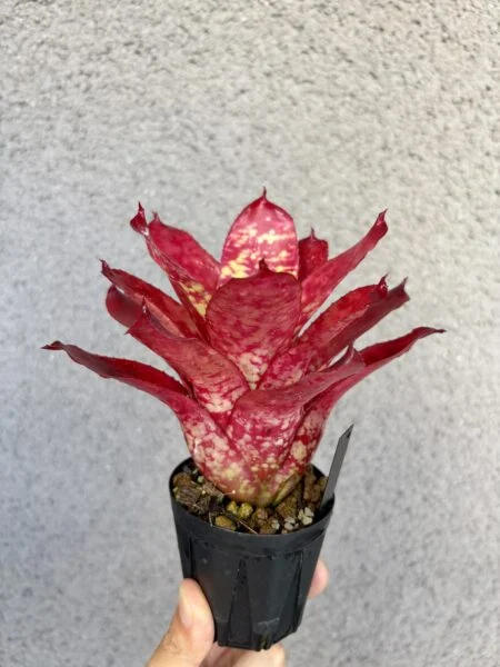 ネオレゲリア　ウィニーザプー