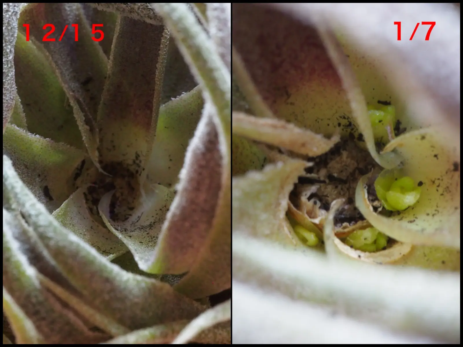 ティランジア　スプレンゲリアナ　胴切り