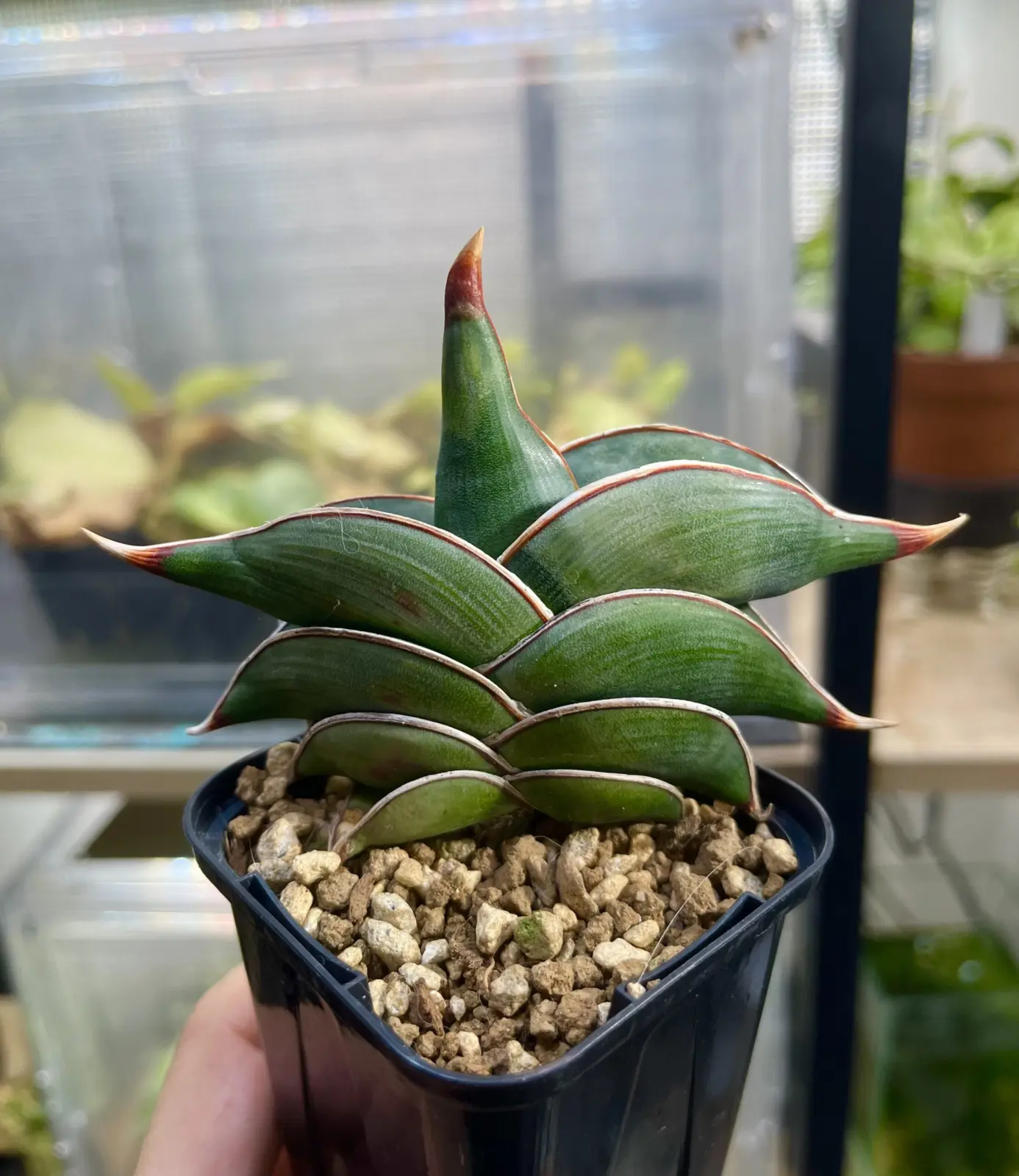 サンセベリア　ロリダ