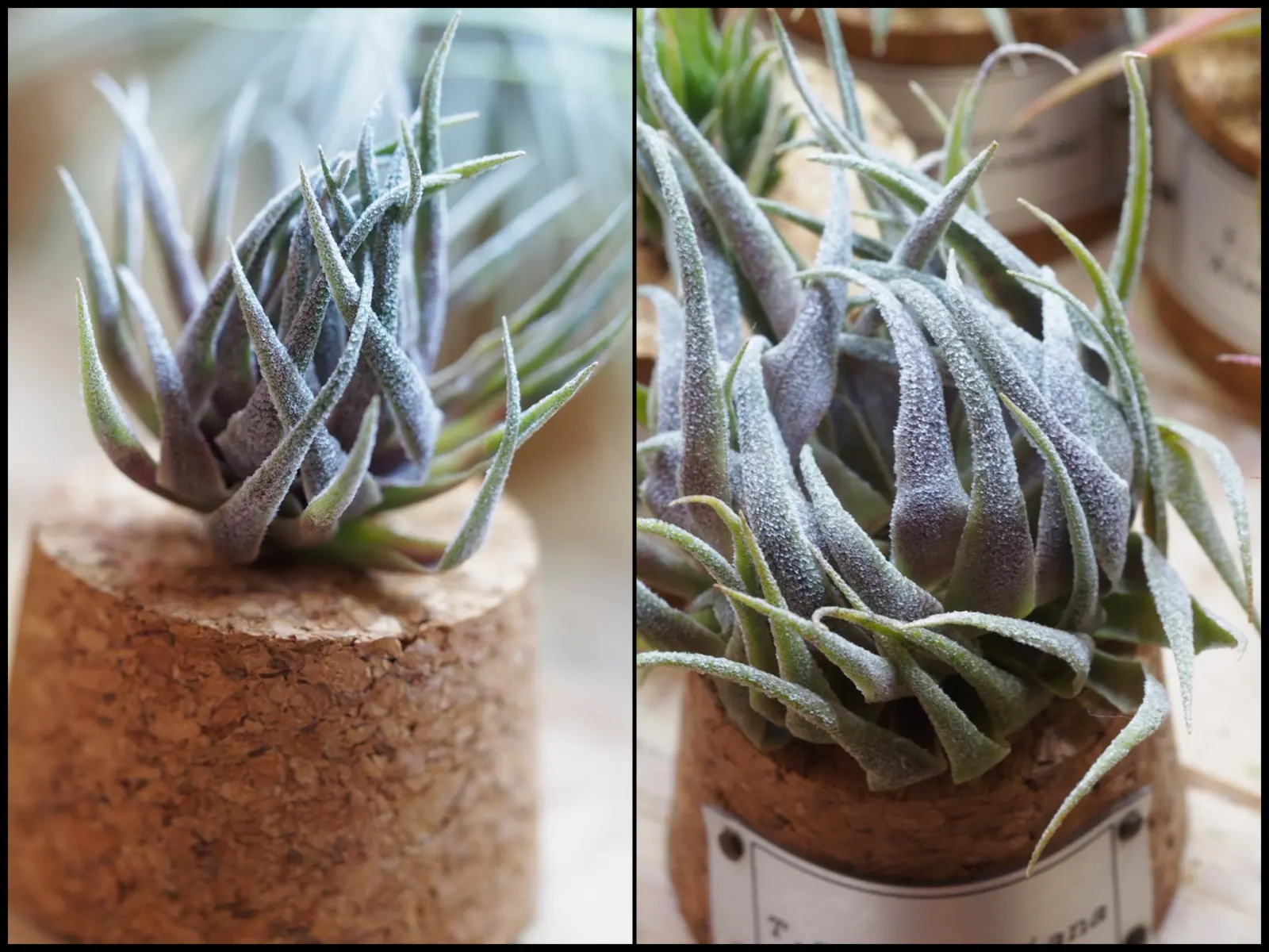 ティランジア　スプレンゲリアナ　胴切り