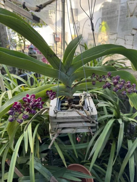 リンコスタイリス　ギガンテア　カートゥーン　開花株　バンダ系　蘭